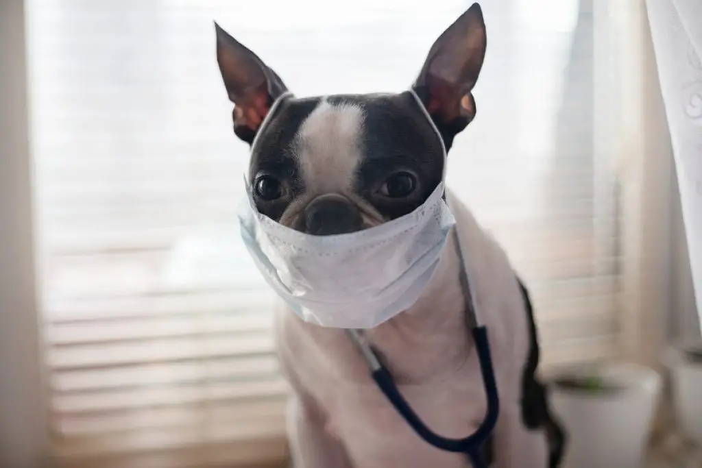 dog with a mask on