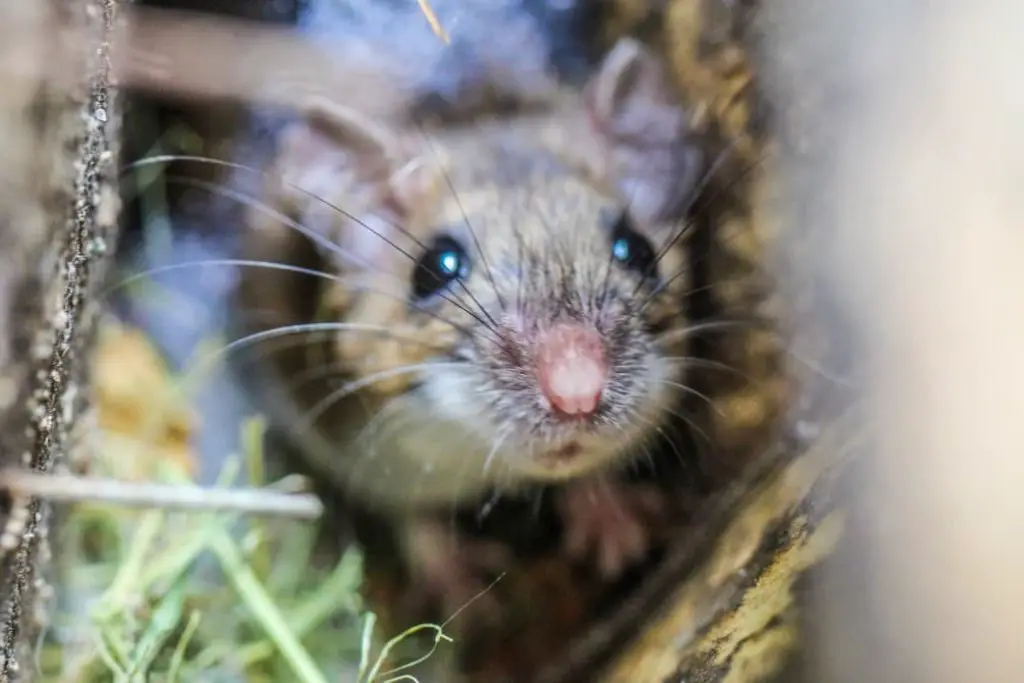 little mouse peaking out