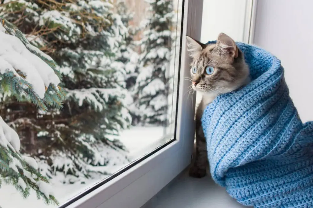 cute cat in the window